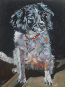 Pet Portraits Tim Hall